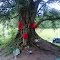 Banyan Tree