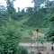 R.D.Pur new teagarden,Kamalpur,Dhalai,Tripura,INDIA.