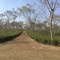 Tea Estate