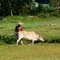 Villager with his domestic cow on the bank of Khowai River