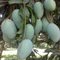 Mango of malda