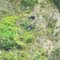 Arunachals Sacred Animal - Mithun, Browsing in its natural Habitat