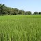 Pasighat Paddy Field
