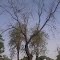 my home tree ulikupa 9981439961