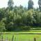 pine forest in ziro