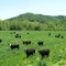 Commanding the Attention of Many Cows