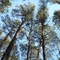 Treeline
