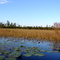 Okefenokee Swamp - Prairie