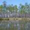 Alligator in roadside pond