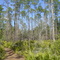 Pine & saw palmetto on Homestead Trail