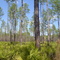 Open pine forest - Okefenokee National Wildlife Refuge