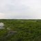 Okeefenokee Swamp prairie, Folkston, Georgia