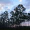Okefenokee, Ga, Swamp Island drive