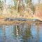 Big Gator