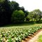 Tobacco growing on a family farm in the NC piedmont
