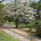 Dogwood In Bloom