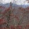 Mollys Knob Trail view of Roundtop Knob