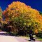Blue Ridge Pkwy, VA, Oct, 2000