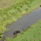 Cows in the creek