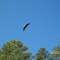 Bald Eagle on Clarks Hill lake