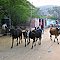 Sacred cows