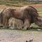 Yak