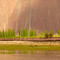 trees are playing in nubra