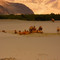 camels in nubra valley