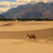 karakorum camel