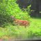 Mama Deer & Babies Come to eat Kudzu Every Morning