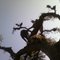 Jherli Image