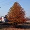 Chinar Tree with Autumn effect (Aatish-e-Chinar) in Horticulture Development Centre, Yaripora, Bijbehara