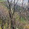 KASHMIR