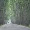 Green Tunnel