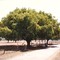 Parker tree in Bareilly, India