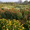 Flowers  in Ram Manoher Lohia Park Ghaziabad