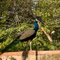 Peacock standinng on the wall