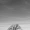 Loan Oak