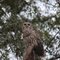 Barred Owl (Strix varia)