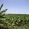 Pazhaiya Kaayal  Plantain grove 20090829 2