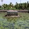 பெருங்குளம்பெருமாள் கோயில்குளம் Perunkulam PerumaalTemplePond  20090922
