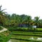 Rice fields