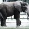 African Elephant - Mysore Zoo, Karnataka