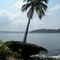Coconut tree North Bay