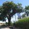Giant cottonwood and irrigation canal