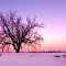 McDermott Road tree at Sunset