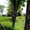 Teak Plantation