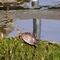 A Snail Hitches a ride on the back of a Turtle at Blue Lake.