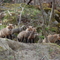 Fox den near Lincoln Hill Road