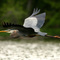 Great Blue Heron in Flight